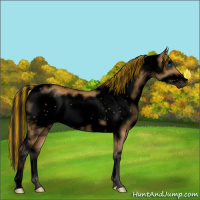 Horse Color:Void Painted White Spotted Buckskin Dun Frame Varnish 