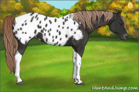 Horse Color:Liver Chestnut Tobiano Near Leopard 