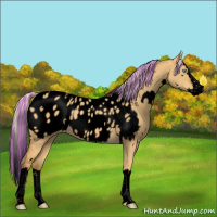 Horse Color:Void Painted White Spotted Silver Sable Cream Champagne Dun Splash Appaloosa 