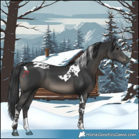 Horse Color:Black Tobiano