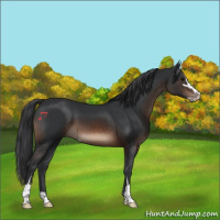 Horse Color:Brown Sabino 