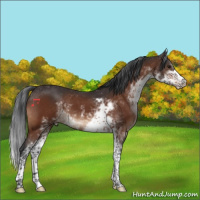 Horse Color:Brown Sabino
