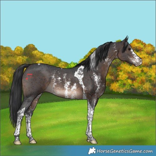 Horse Color:Brown Sabino Tobiano Rabicano 