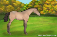 Horse Color:Amber Champagne 