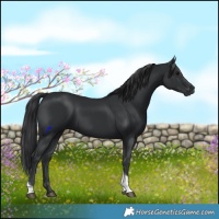 Horse Color:Black Tobiano Rabicano