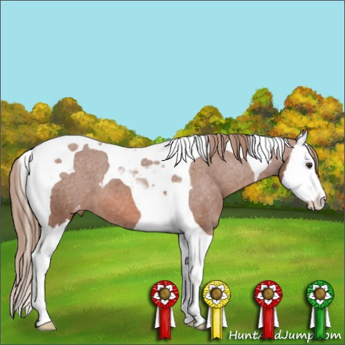 Horse Color:Chestnut Splash Tobiano Appaloosa 