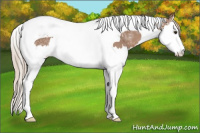 Horse Color:Chestnut Ice Sabino Splash Tobiano Varnish Rabicano 