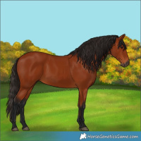 Horse Color:Gray Bay 