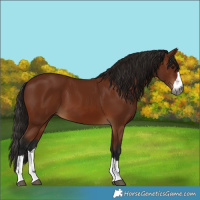 Horse Color:Gray Bay 