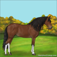 Horse Color:Gray Bay 