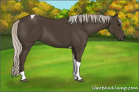 Horse Color:Silver Smoky Black Tobiano 
