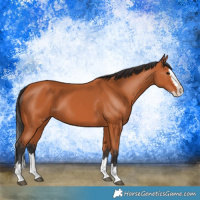 Horse Color:Bay Splash 