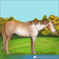 Horse Color:Gray Gold Champagne 