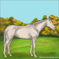 Horse Color:Cremello 