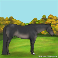 Horse Color:Black 