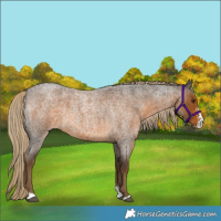 Horse Color:Chocolate Palomino Roan Sabino 