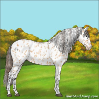 Horse Color:Bay Dun Appaloosa 