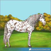 Horse Color:Chestnut Appaloosa 