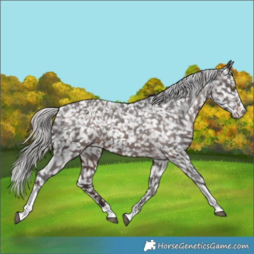 Horse Color:Silver Brown Sabino Tobiano Appaloosa 