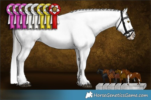 Horse Color:Brown Roan Sabino Appaloosa 