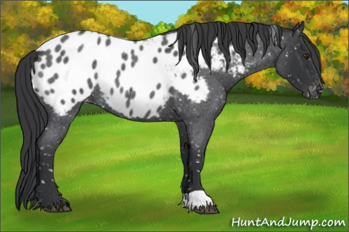 Horse Color:Blue Roan Appaloosa Rabicano 