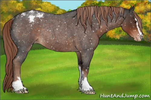 Horse Color:Liver Red Roan Sabino Appaloosa Rabicano 