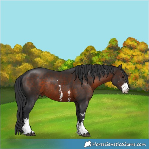 Horse Color:Brown Sabino Rabicano 
