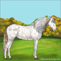 Horse Color:Red Roan Appaloosa 