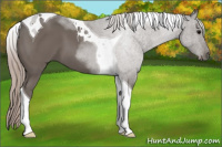 Horse Color:Silver Black Tobiano 
