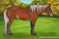 Horse Color:Silver Bay 