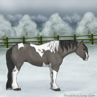 Horse Color:Grullo Splash Tobiano 