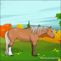 Horse Color:Silver Bay 