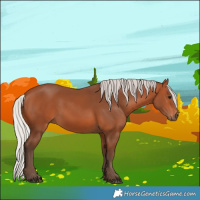 Horse Color:Silver Bay 