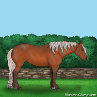 Horse Color:Silver Bay 