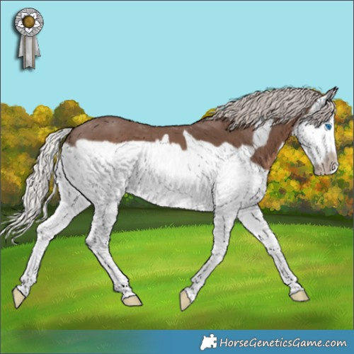Horse Color:Silver Black Splash Frame 