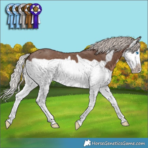Horse Color:Silver Black Splash Frame 