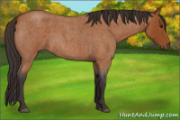 Horse Color:Buckskin Roan 