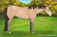 Horse Color:Amber Champagne Splash 
