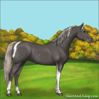 Horse Color:Silver Black Tobiano 