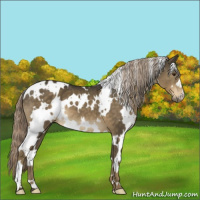 Horse Color:White Spotted Chocolate Palomino 