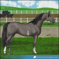 Horse Color:Smoky Grullo Sabino Rabicano 