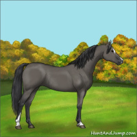 Horse Color:Grullo Sabino Rabicano 