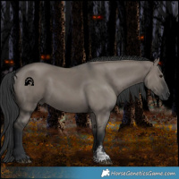 Horse Color:Grullo Sabino Rabicano 