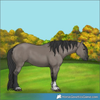 Horse Color:Grullo Sabino Rabicano 