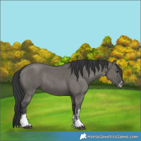 Horse Color:Grullo Sabino Rabicano