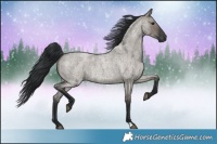 Horse Color:Grullo Roan Rabicano