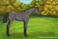 Horse Color:Grullo Sabino Rabicano 
