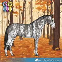 Horse Color:Grullo Sabino Rabicano