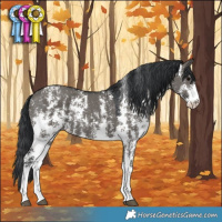 Horse Color:Grullo Sabino Rabicano 