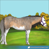 Horse Color:Buckskin Roan Splash